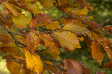 Changing fall / autumn leaves
