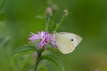 la farfalla prende il nettare del fiore