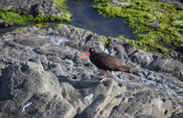 Birds and waterfowl on the N. California coast