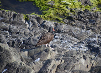 Birds and waterfowl on the N. California coast