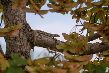 lucertola su un albero