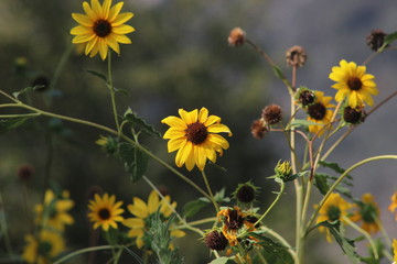 Sunflowers