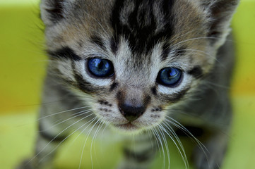 kot z wielkimi, niebieskimi oczami