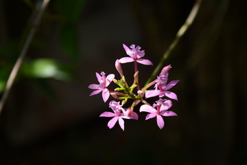 Fototapeta premium Little Orchid