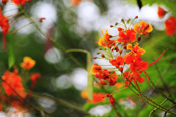 Closeup red flowers in garden under sunlight on summer.
