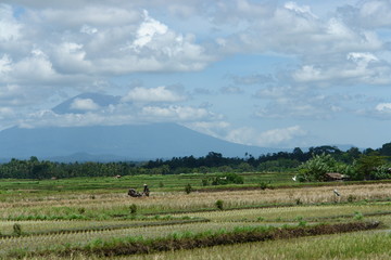 Reisfeld in Asien