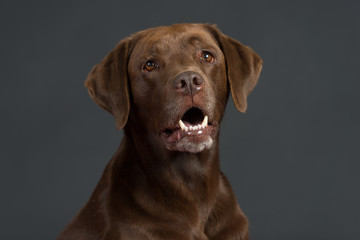 Labrador Hund Studio Süß Freisteller