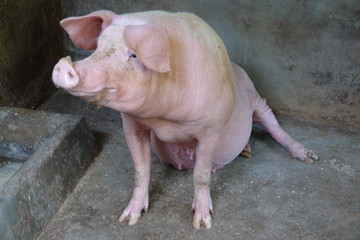 Schwein