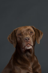 Labrador Hund Studio Süß Freisteller