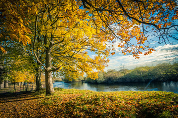 Obraz premium Beautiful, golden autumn scenery with trees and golden leaves in the sunshine in Scotland