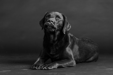 Hund Studio Süß Freisteller