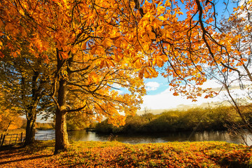 Beautiful, golden autumn scenery with trees and golden leaves in the sunshine in Scotland