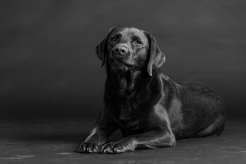 Hund Studio Süß Freisteller