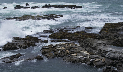 Waves crashing in high surf on the N. California coast