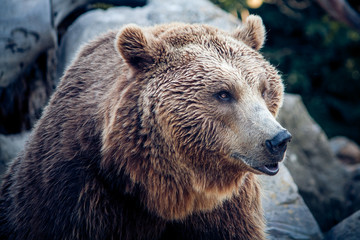 Obraz premium Un oso pardo sobre fondo de rocas y bosque