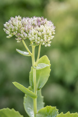 Closeup shot of Teasel Flower