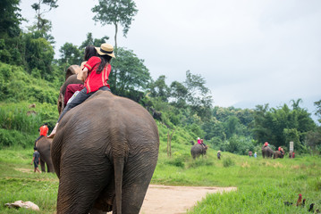 Elephant trekking Group tourists ride travel through jungle in forest Chiang mai, thailand