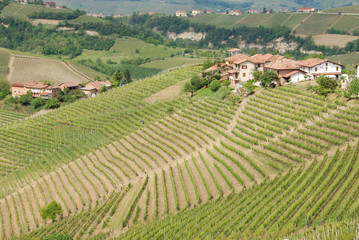 Vineyards of the Langhe