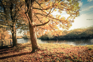 Beautiful, golden autumn scenery with trees and golden leaves in the sunshine in Scotland