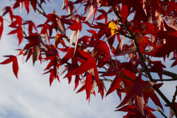 Stunning Red Leaves - Autumn Leaves