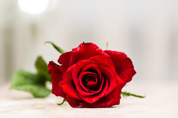 Beautiful red rose on glass