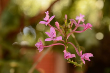 Pink tinny orchid