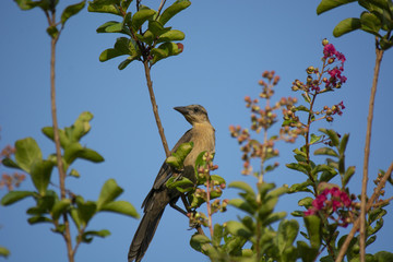 Bird of Texas