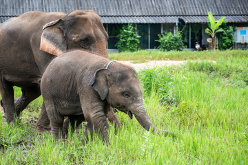 Fototapeta premium Baby Tropical Asian Elephant and Mom in elephant nursery camp at Chiang mai, thailand