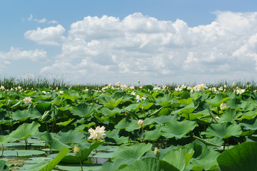 Large green leaves and white-pink flowers of the Lotus nut (lat. Nelumbo nucifera) on a Sunny summer day