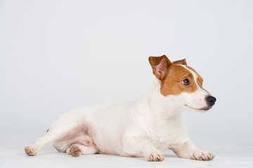 Jack Russel Hund Studio S&uuml;&szlig; Freisteller