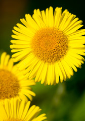 Bright image of the yellow flower Common Fleabane