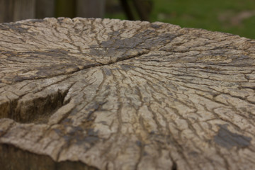 Textured tree Stump