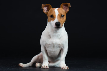 Jack Russel Hund Studio Süß Freisteller