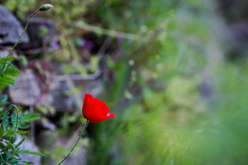 Red poppy 