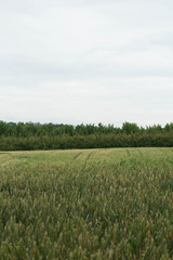 Wheat field