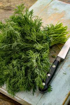 fresh dill herb in bunch
