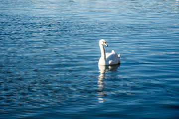 White swan in the sea