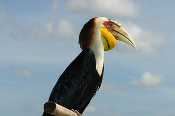Nashornvogel Bali © Christoph