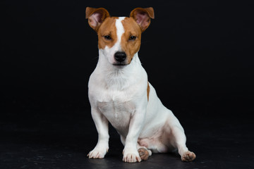 Jack Russel Hund Studio Süß Freisteller