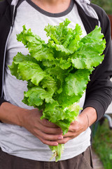 healthy vegetarian man with fresh organic farm lettuce in hands , healthy eating