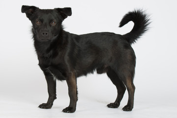 Hund Studio Süß Freisteller