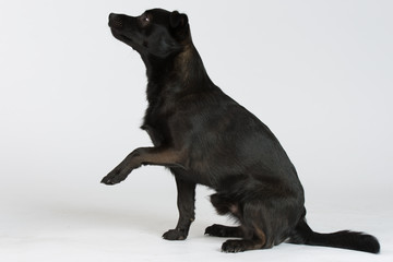 Hund Studio Süß Freisteller