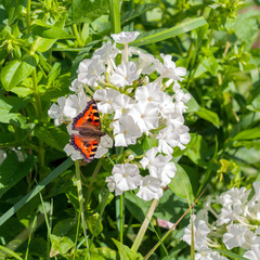 beautiful colourful butterfly on a white flower in the summer garden