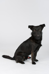 Obraz premium Hund Studio Süß Freisteller