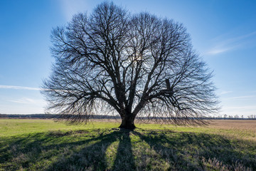 Obraz premium Alter Baum