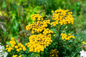 tansy yellow  flowers on a fied