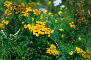 tansy yellow  flowers on a fied