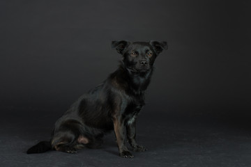 Hund Studio Süß Freisteller