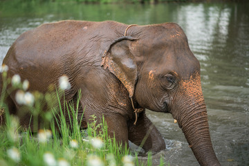 Asian Elephant in forest