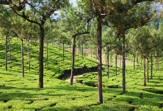 Tea plantation Kodaikanal, Tamil Nadu, India